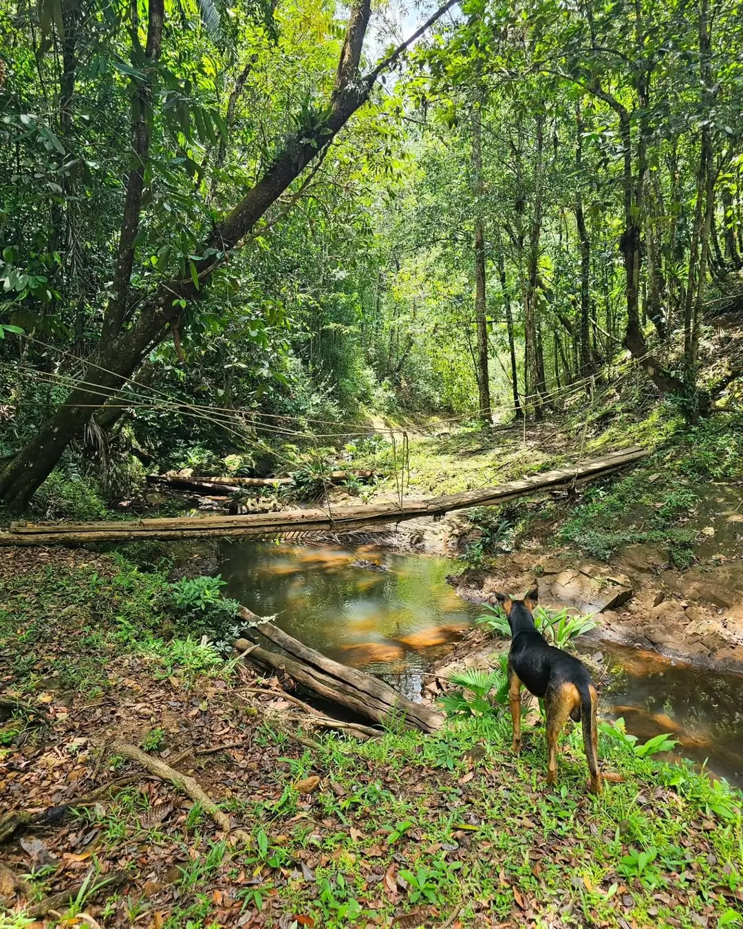 sendero en bosque nuboso con neblina y árboles antiguos